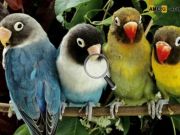 Hidden Alphabets: Parrots