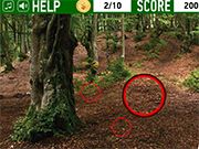 Hidden Coins In The Forest
