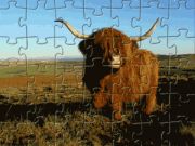 Highland Cow Jigsaw