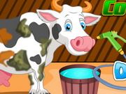 Holstein Cow Care